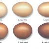 Cuckoo Marans Chicken