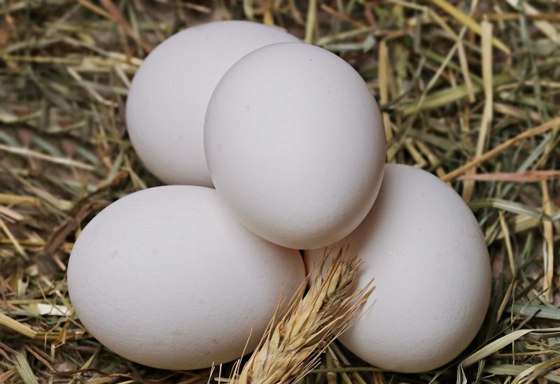 Austra White Hatching Eggs