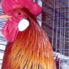 Brown Leghorn Chicken